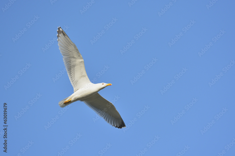 Obraz premium Herring gull in flight