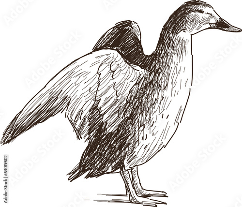 wild duck