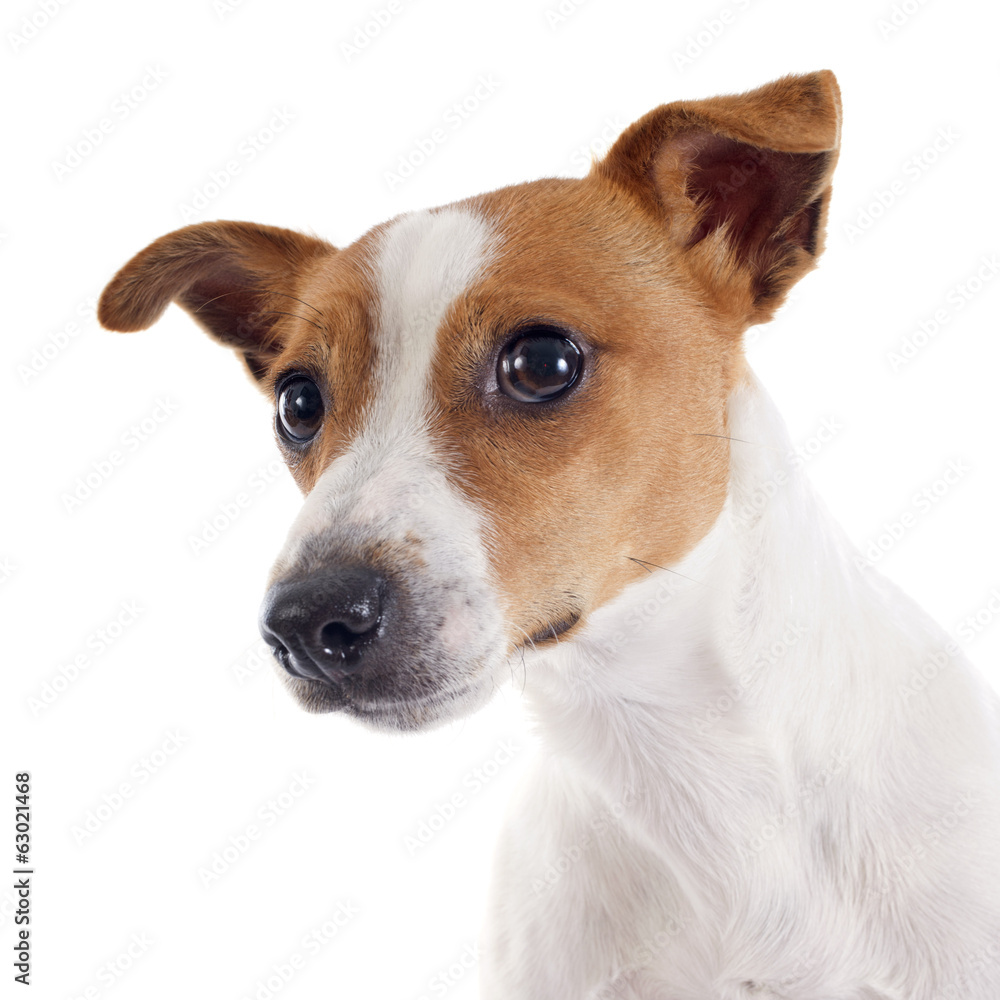 jack russel terrier