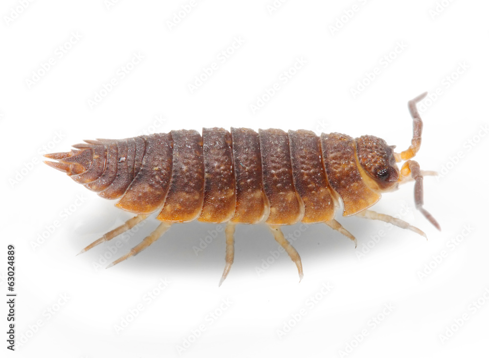 The Pill-bug (Armadillidium vulgare). Garden pest.