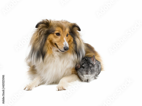 Shetland sheepdog and chinchilla