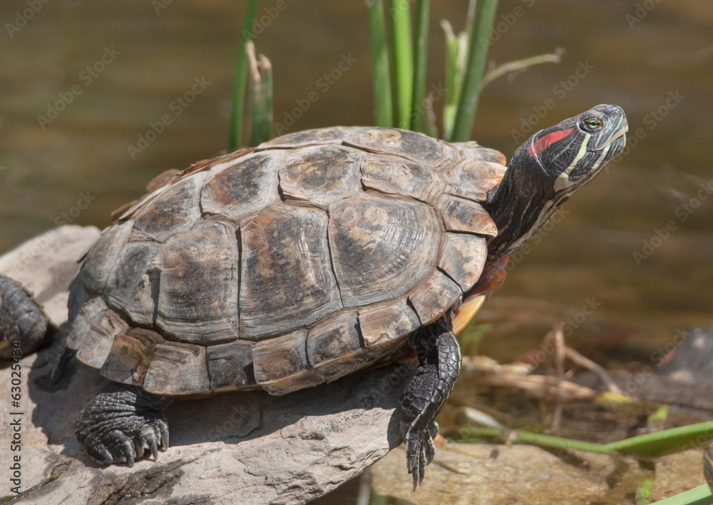 Red-eared Slider