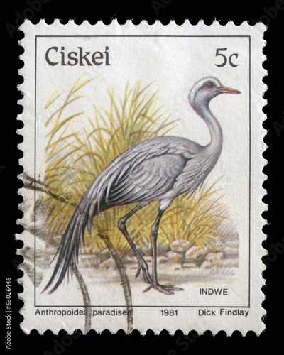 Stamp printed in Ciskei shows Blue Crane, circa 1981 photo