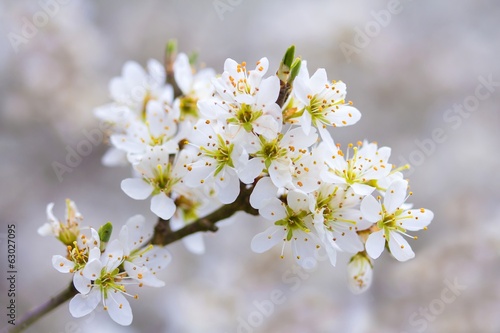 Blühender Schlehdorn / Flowering sloe © carmenrieb