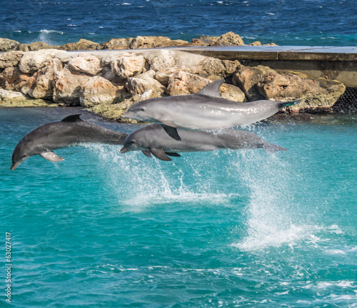 Dolphins jumping and spinning i
