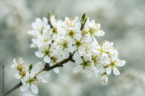 Blühender Schlehdorn / Flowering sloe