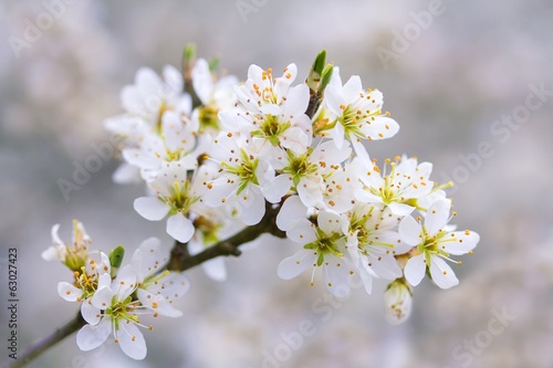 Blühender Schlehdorn / Flowering sloe photo