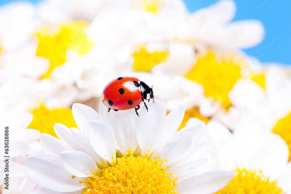 Ladybug on white flowers.