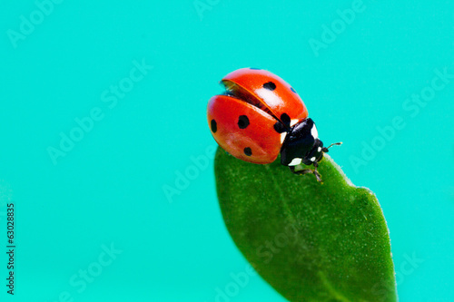 Ladybird on a green leaf against the sky.