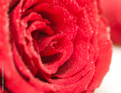 bright red rose with water drops  close-up in soft focus