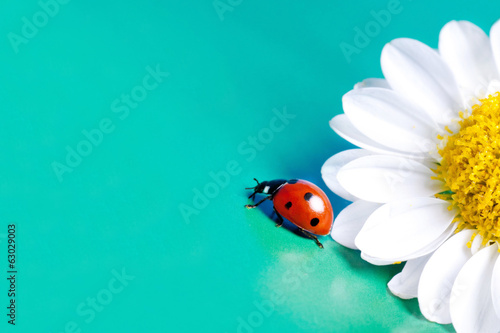 Ladybug and summer flower.