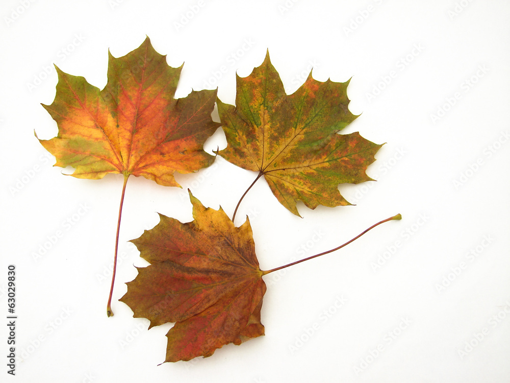 Fototapeta premium feuille automne