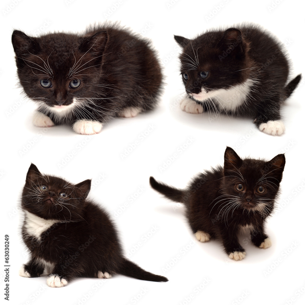 Collection of small kitten