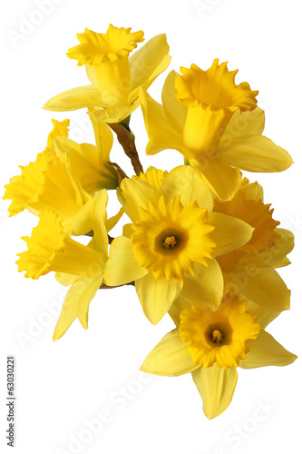 Fototapeta Naklejka Na Ścianę i Meble -  narcissus bouquet isolated on white