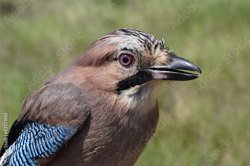 Arrendajo, Garrulus glandarius