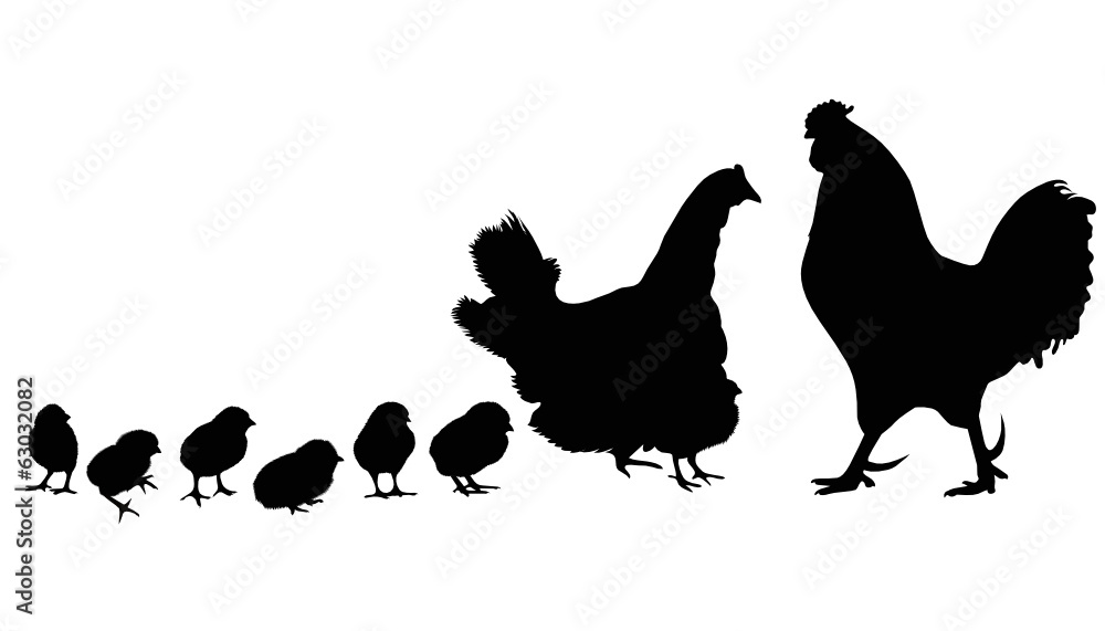 Fototapeta premium Cock a hen a chicken of a bird it is isolated