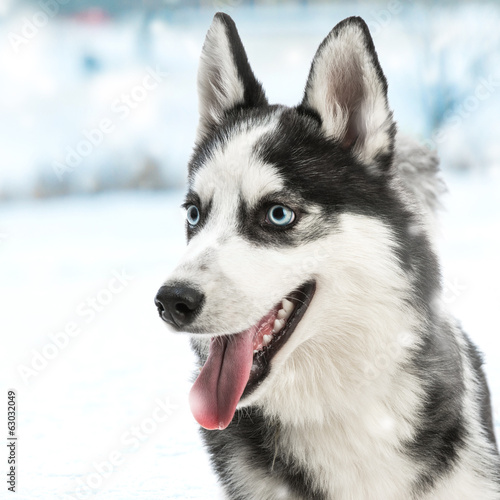 siberian husky