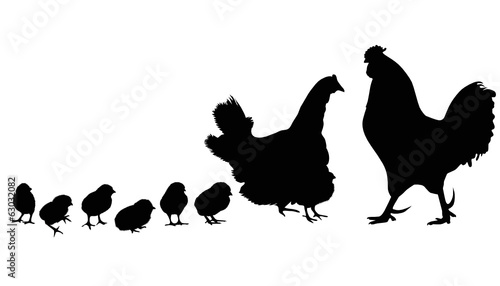 Cock a hen a chicken of a bird it is isolated