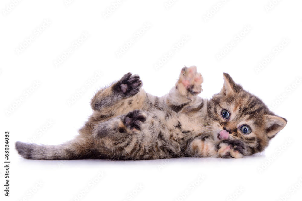 Fototapeta premium striped kitten Scottish breed