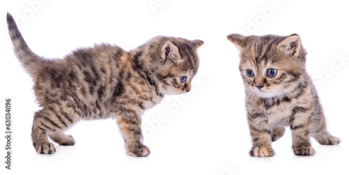 two Scottish kittens