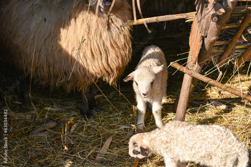 Obraz premium Two cute and adorable shy young lambs playing on the farm