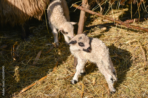 Fototapeta Naklejka Na Ścianę i Meble -  Two cute and adorable shy young lambs playing on the farm