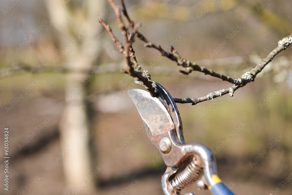 Pruning of trees with secateurs in the garden. Clean fruit trees Pruning of trees with secateurs in the garden. Clean fruit trees