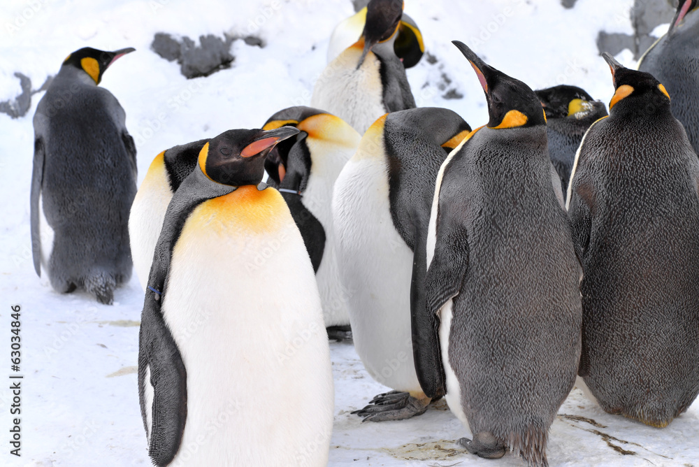 Obraz premium King Penguins Colony in winter stay together with their group. The leader of penguins stand in front for guard their company, at Sapporo in Hokkaido, Japan