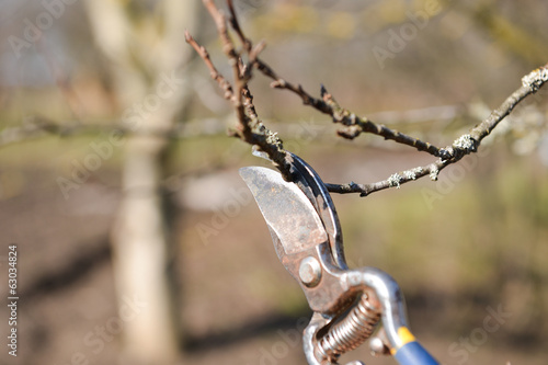 Pruning of trees with secateurs in the garden. Clean fruit trees © axentevlad
