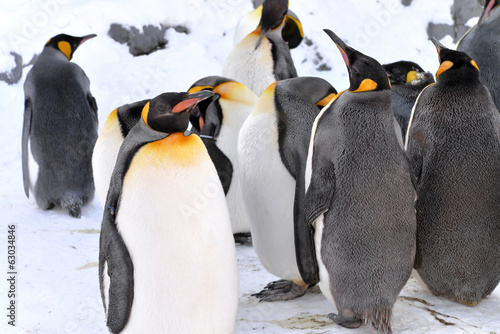 King Penguins Colony in winter stay together with their group. The leader of penguins stand in front for guard their company, at Sapporo in Hokkaido, Japan