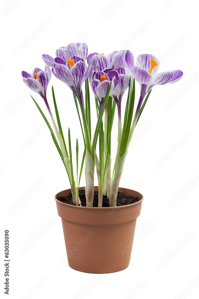 Crocus flowers Crocus flowers