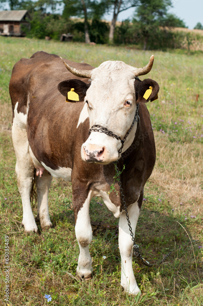Fototapeta premium black and white cow tied with chain on pasture