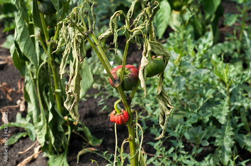 Little and rotten peppers damaged and  by the drought and illnes