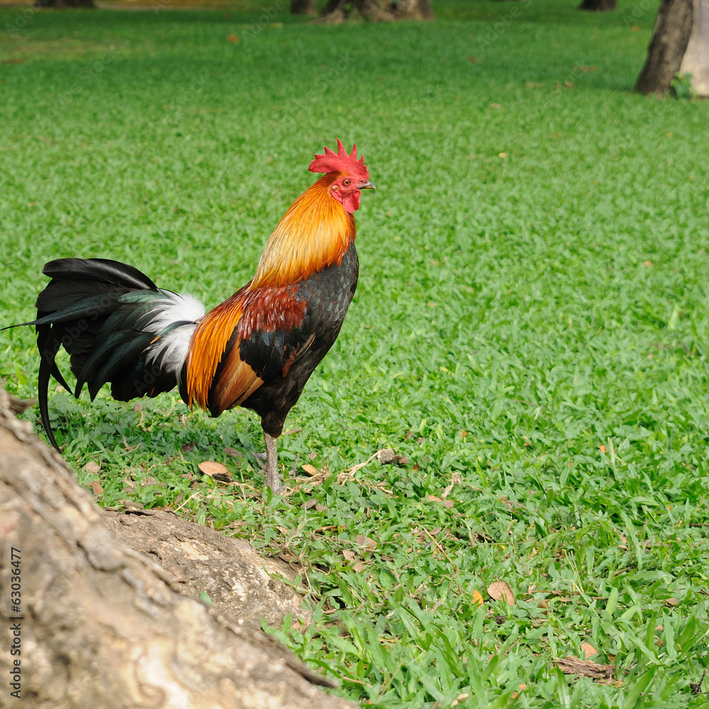Fototapeta premium Beautiful chicken in public garden.