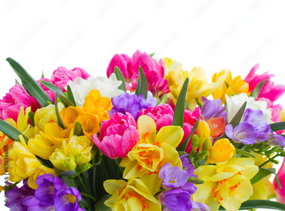 freesia and daffodil flowers border freesia and daffodil flowers border