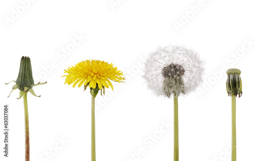 Fototapeta Naklejka Na Ścianę i Meble -  Sinn des Lebens