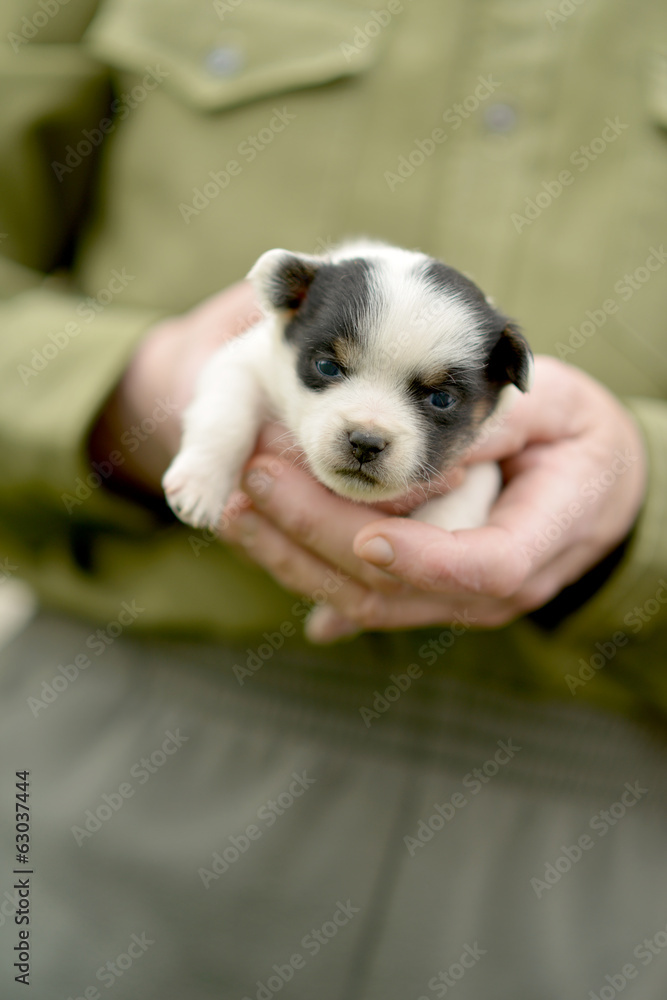 chiot dans les mains de l'homme chiot dans les mains de l'homme