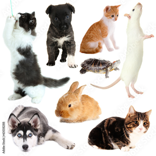Collage of different pets isolated on white