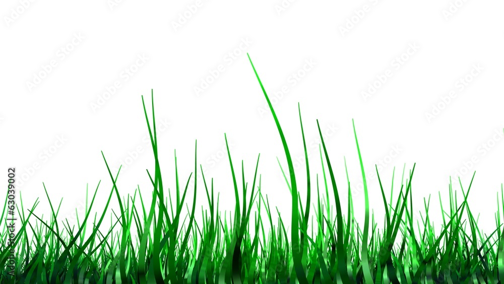 grass grass
