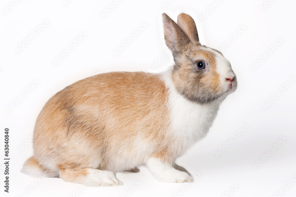 Obraz premium Small domestic rabbit