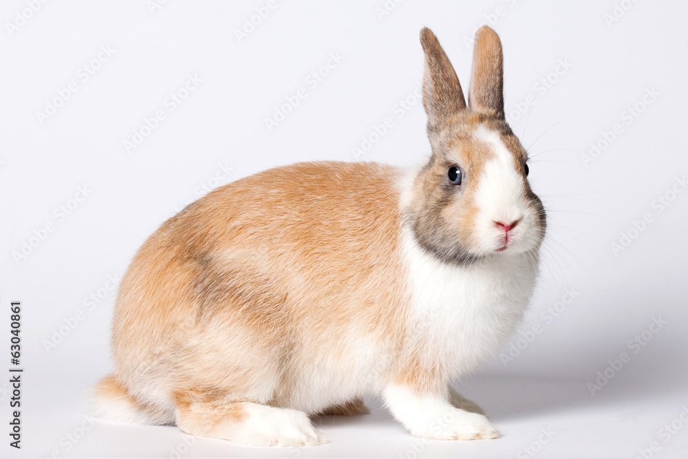 Obraz premium Small domestic rabbit