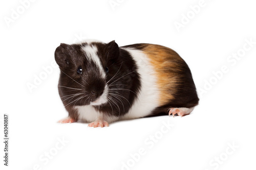 Small colored guinea pig