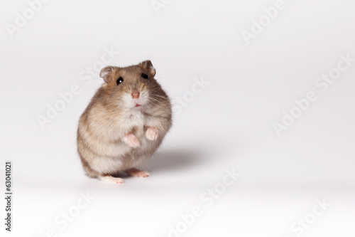 Brown hamster photo