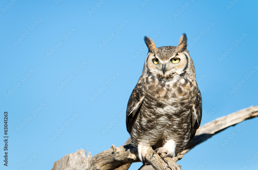 Great Horned Owl Great Horned Owl