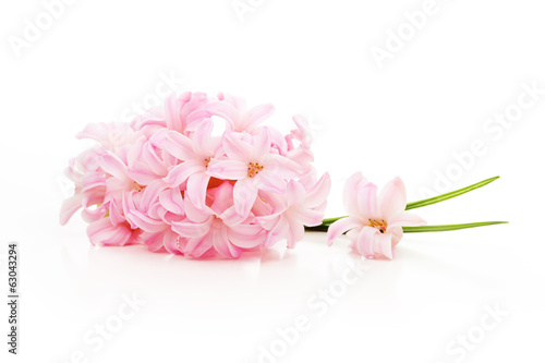 Spring pink flower isolated on white background.
