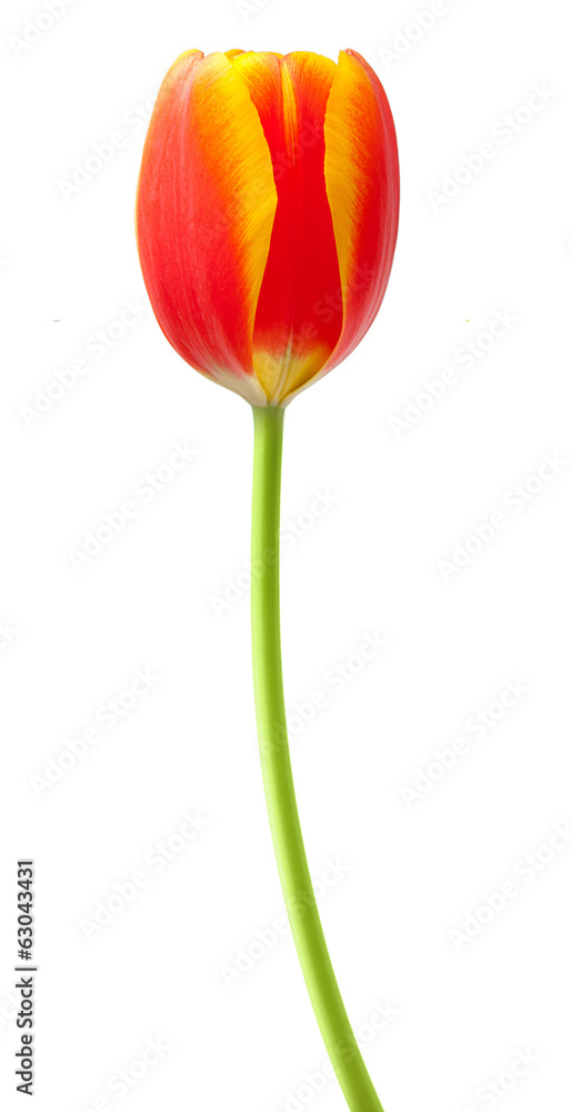Spring flower red tulip isolated on white background.
