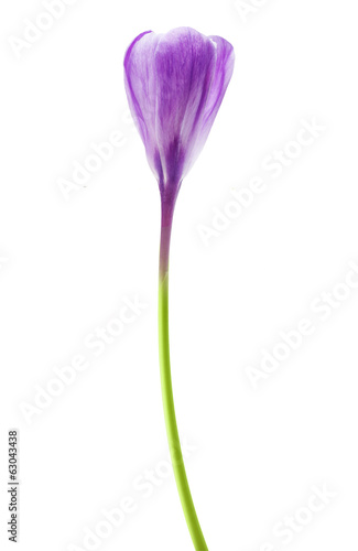 Fototapeta Naklejka Na Ścianę i Meble -  Spring flower purple crocus isolated on white background.