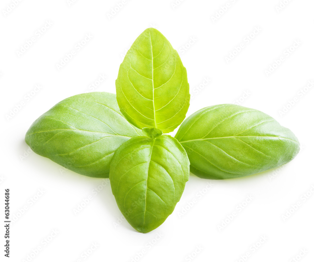 Basil leaves spice closeup isolated on white background. Basil leaves spice closeup isolated on white background.