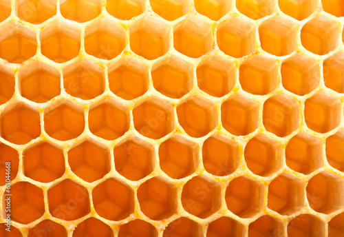 Honey macro in comb texture pattern background.