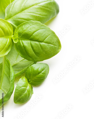 Basil leaves spice closeup isolated on white background.